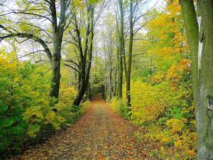 Simbolična fotografija: Cesta v gozdu
