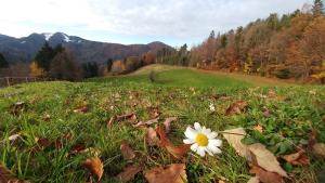 Zdenče-foto-Petra-Polovšek