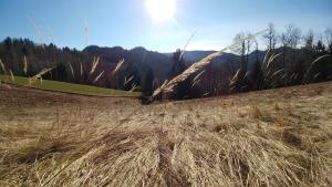 Zdenče-foto-Petra-Polovšek-2