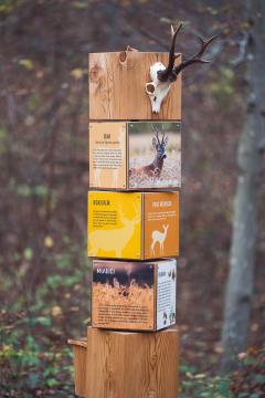 GozdnaUcnaPot-KoconogekaCuka-14